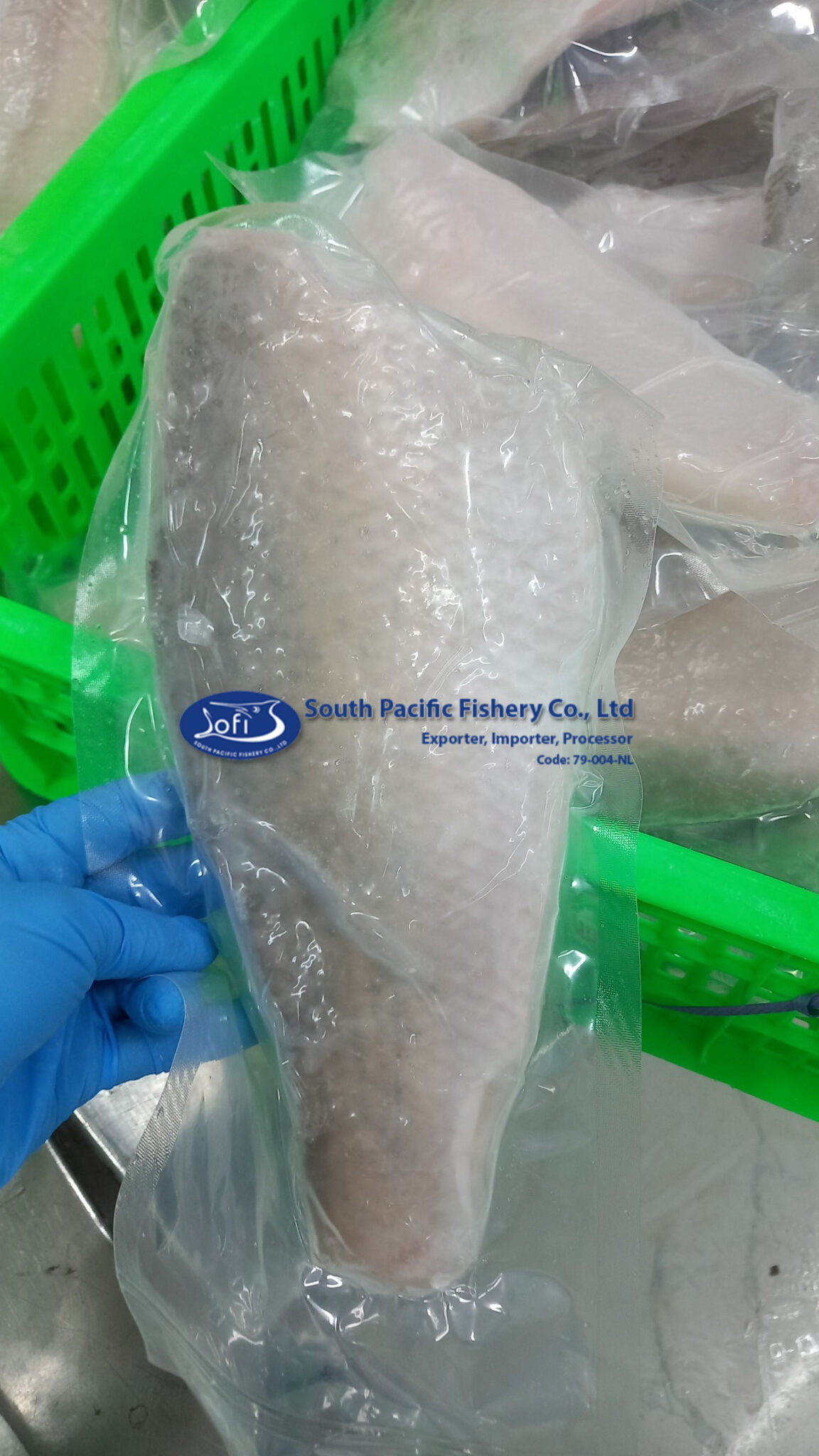 FROZEN BARRAMUNDI FILLET (Lates calcarifer) South Pacific Fishery Co., Ltd
